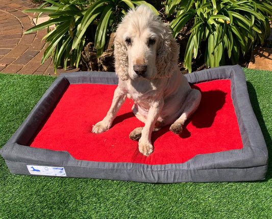Dog - O - Pedic Throne Memory Foam Orthopedic Mattress - Retail Therapy Online