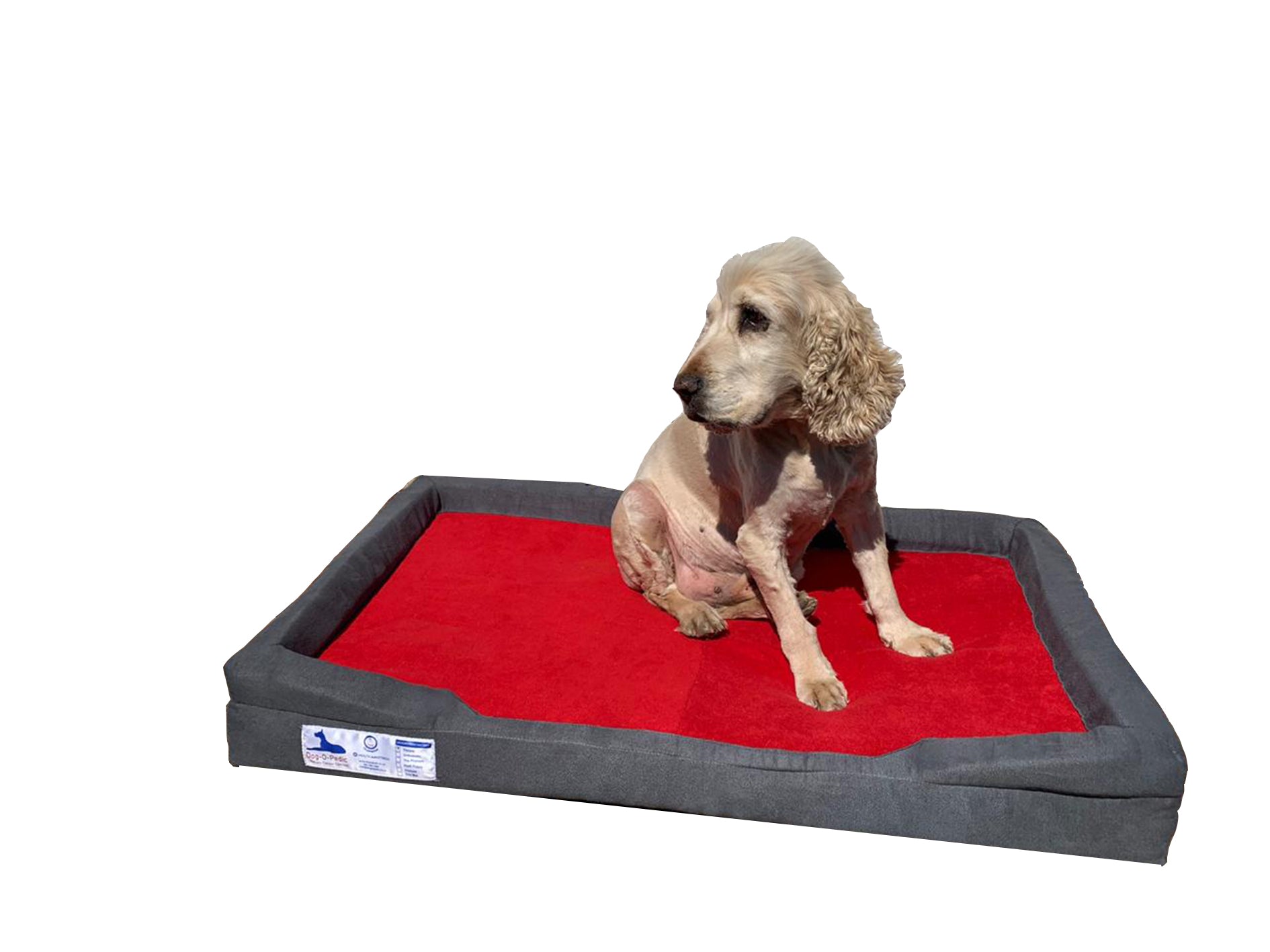 Dog - O - Pedic Throne Memory Foam Orthopedic Mattress - Retail Therapy Online